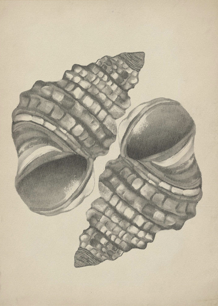 Muscheln | Poster