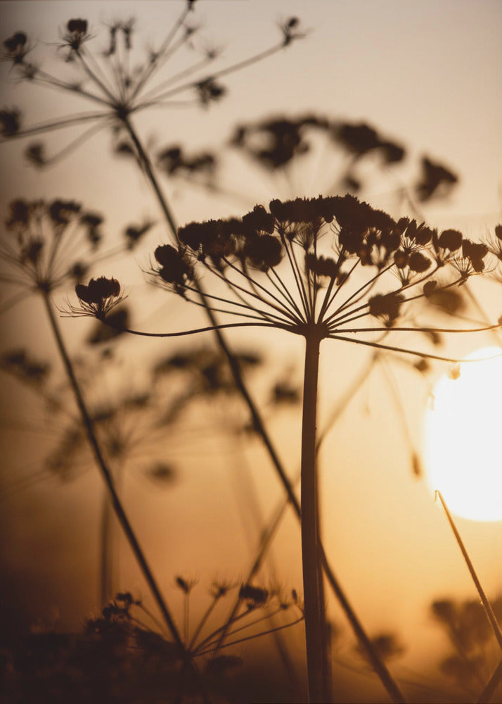 Goldene Stunde 1 | Leinwand