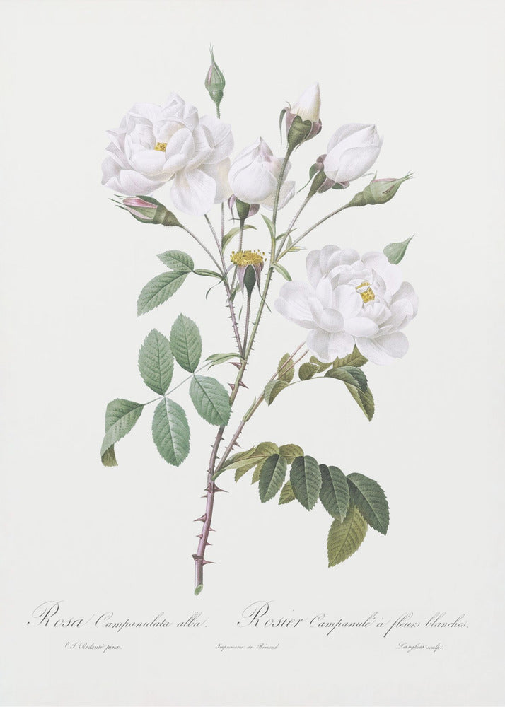 Rosa Gallica Pontiana, Les Roses (1817–1824) | Leinwand