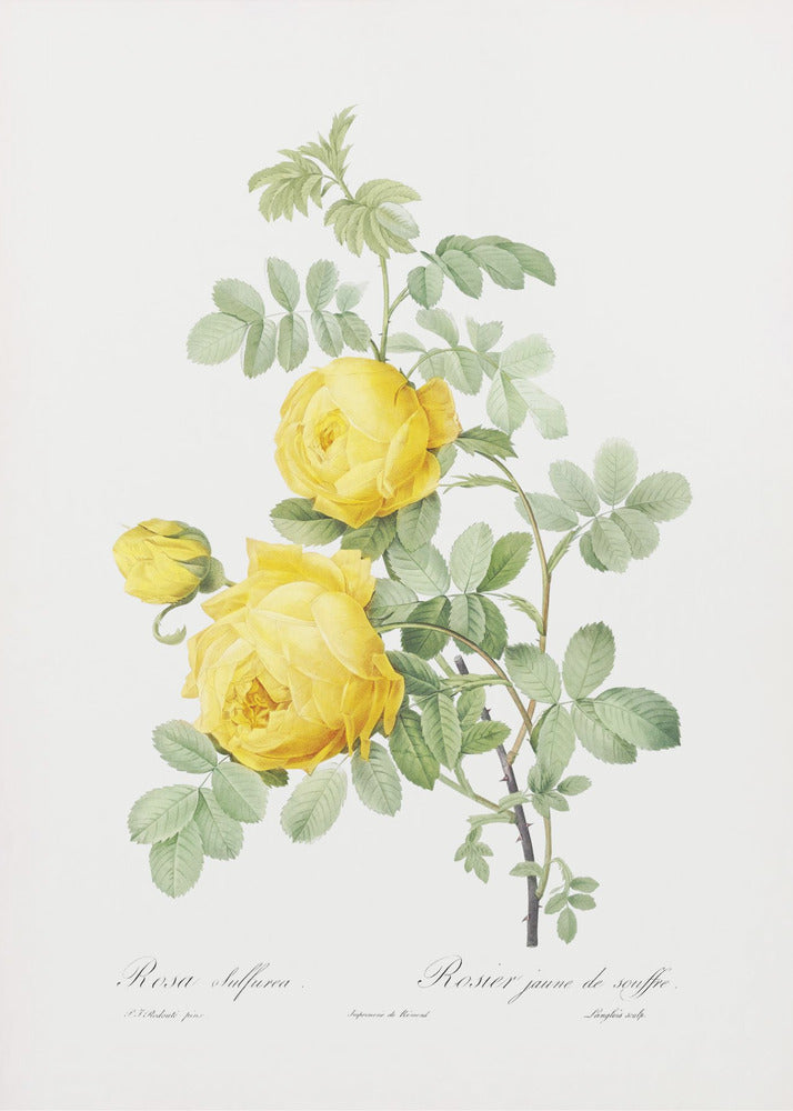 Rosa Hemisphaerica, Les Roses (1817–1824) | Leinwand