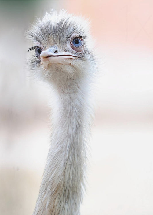 natürliche Schönheit | Poster