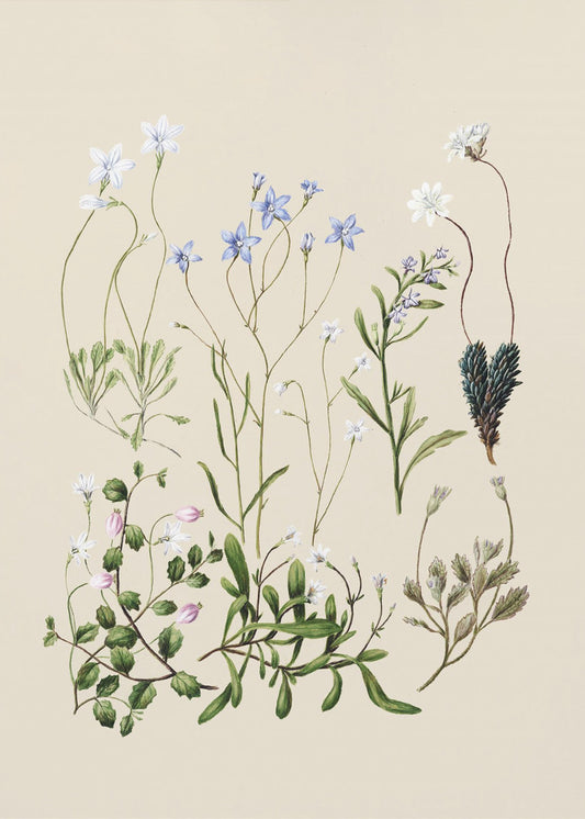 Wahlenbergias Drawn | Canvas