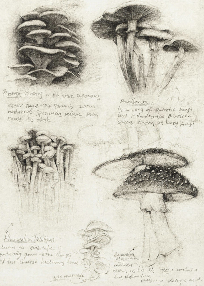 Verschiedene botanische Pilze | Poster