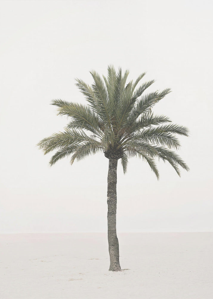 Palme | Leinwand