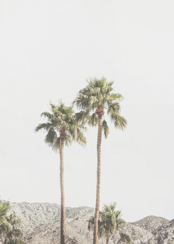 Palm Springs Palmen | Poster