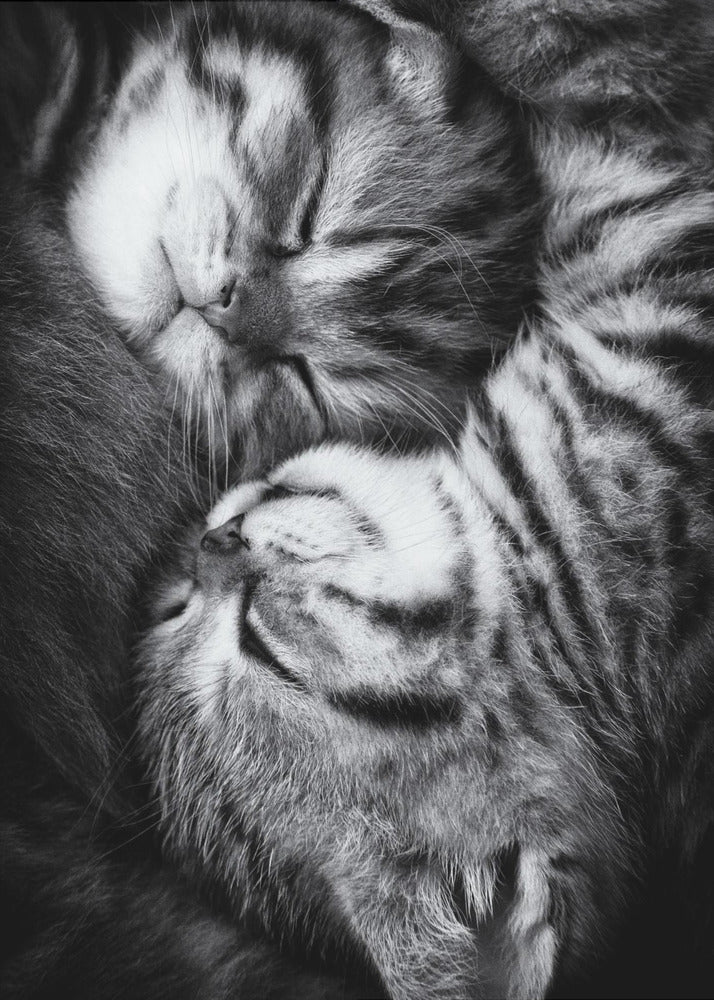 Yin und Yang | Poster
