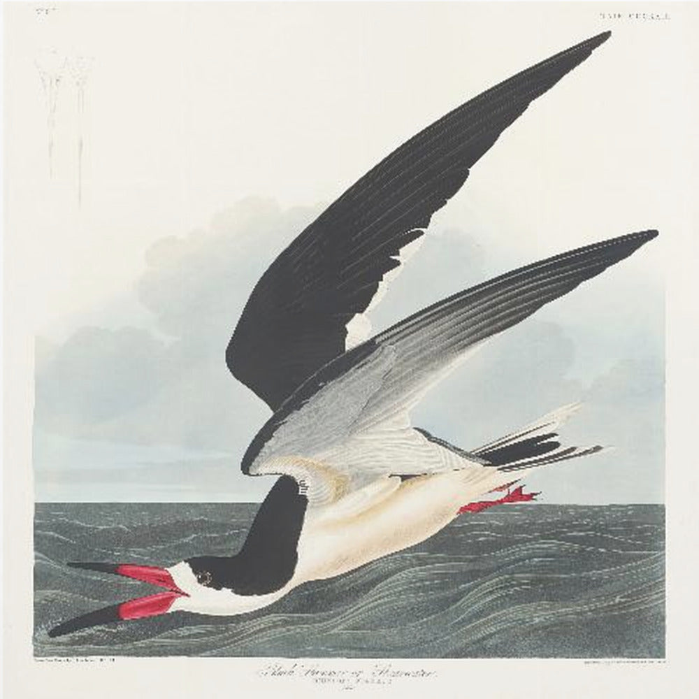 Schwarzer Scherenschnabel aus Birds of America (1827) | Leinwand