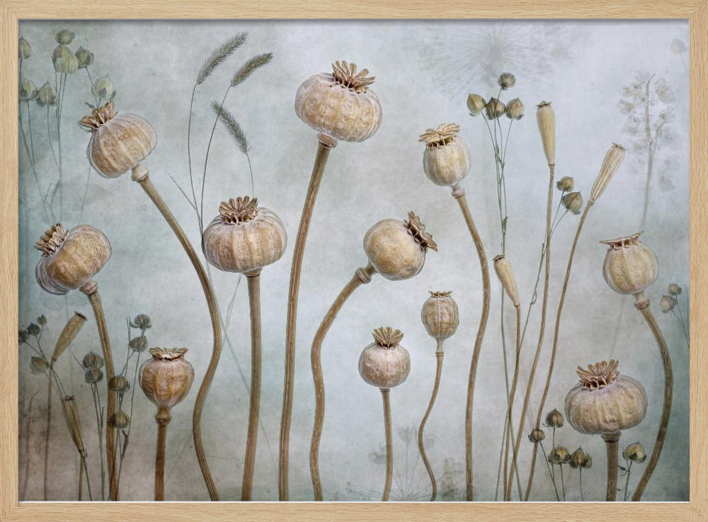 Papaver | Poster