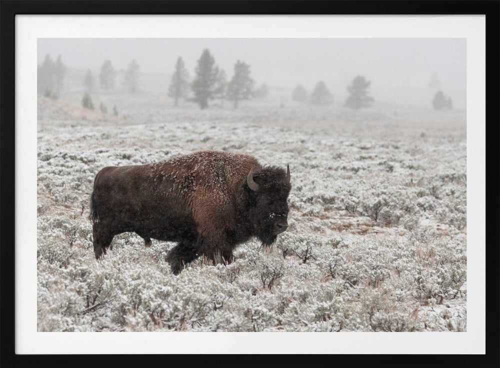 Yellowstone im Spätherbst | Poster