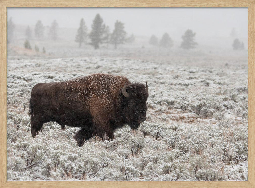 Yellowstone im Spätherbst | Poster