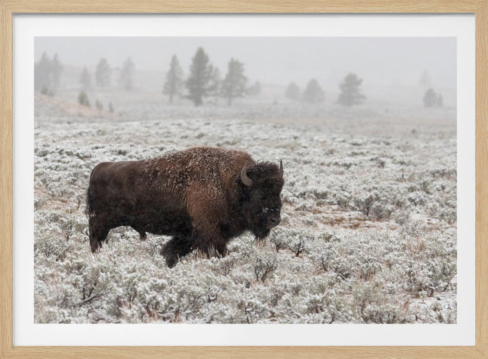 Yellowstone im Spätherbst | Poster