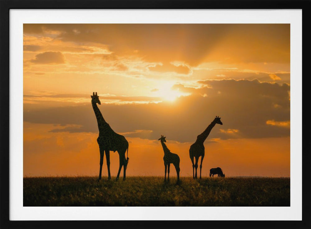 Goldenes Afrika | Poster