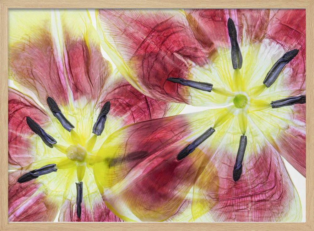 Tulips | Poster