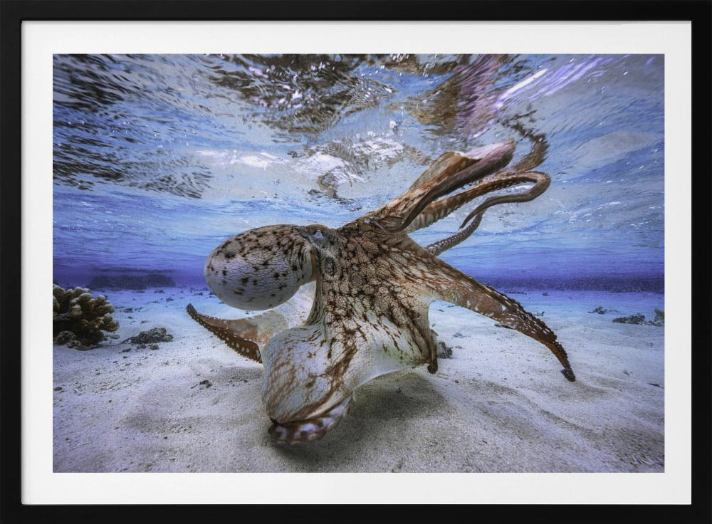 Tanzender Oktopus | Poster