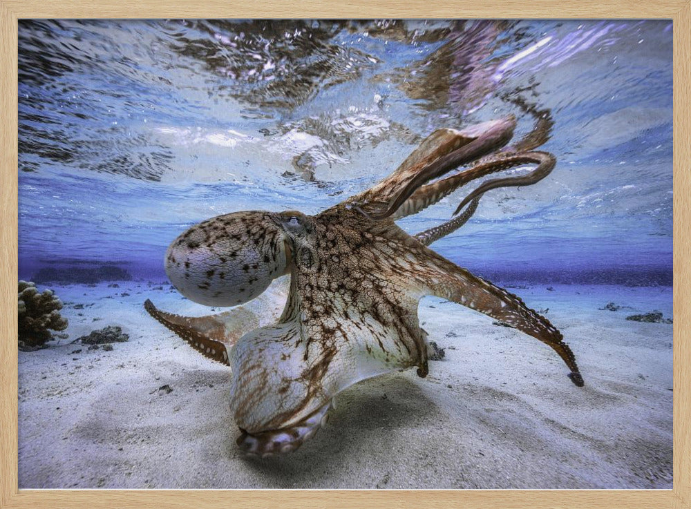 Tanzender Oktopus | Poster