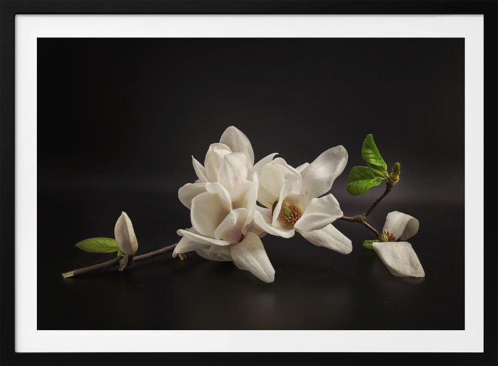 Magnolie | Poster