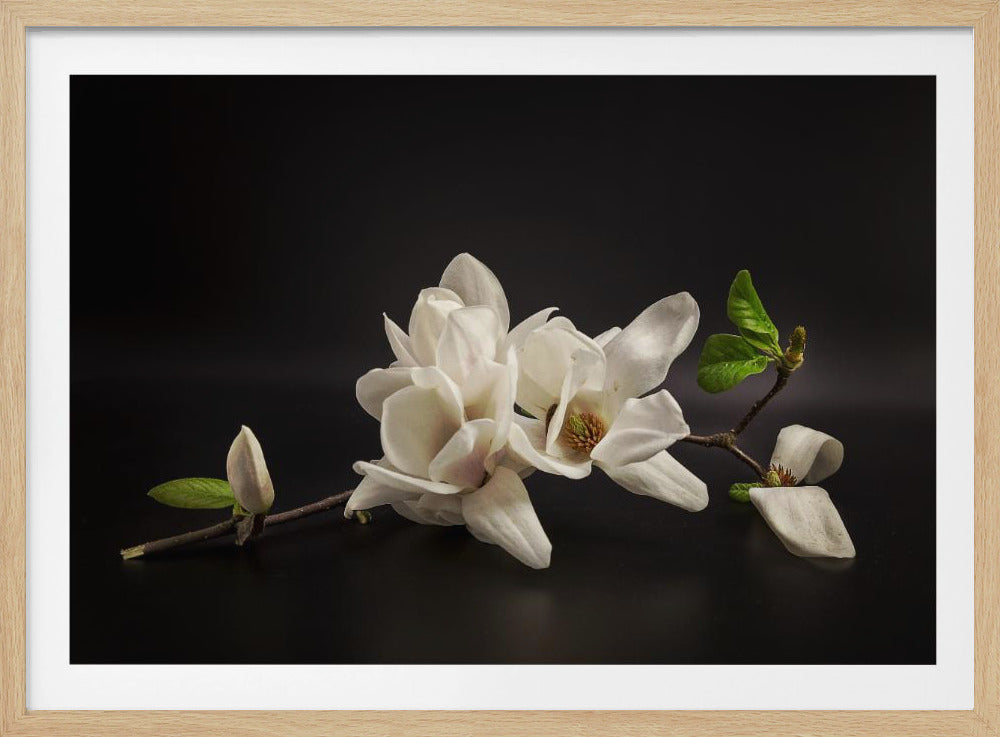 Magnolie | Poster