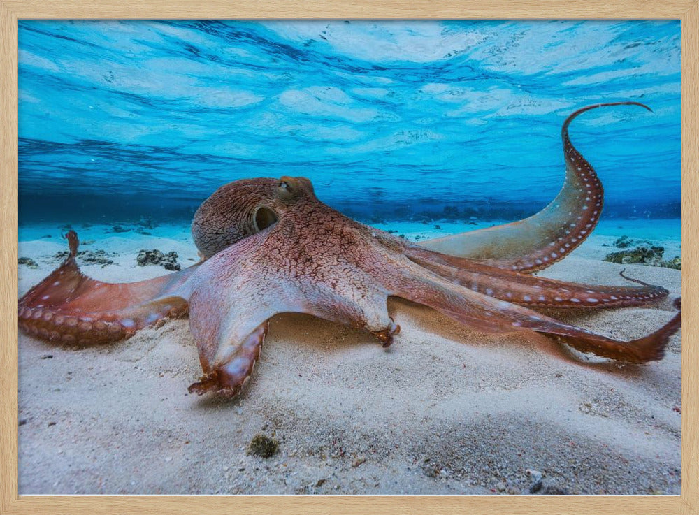 Oktopus | Poster