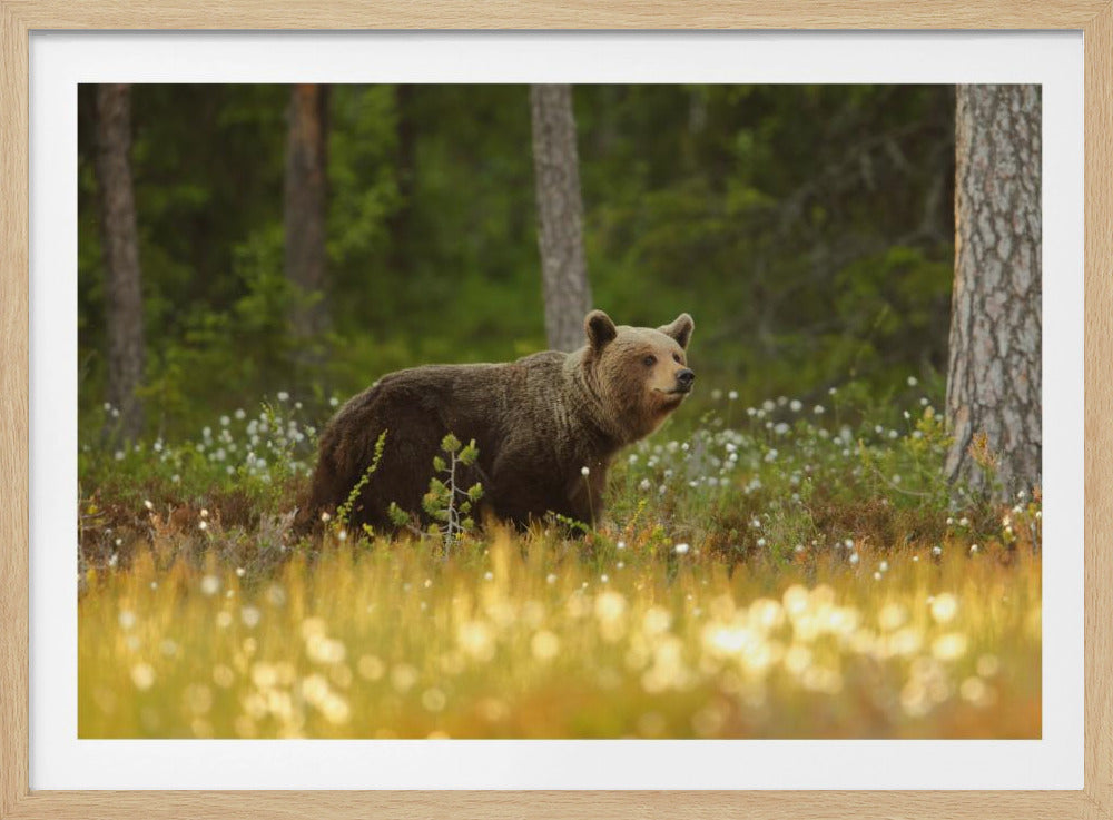 Braunbär | Poster