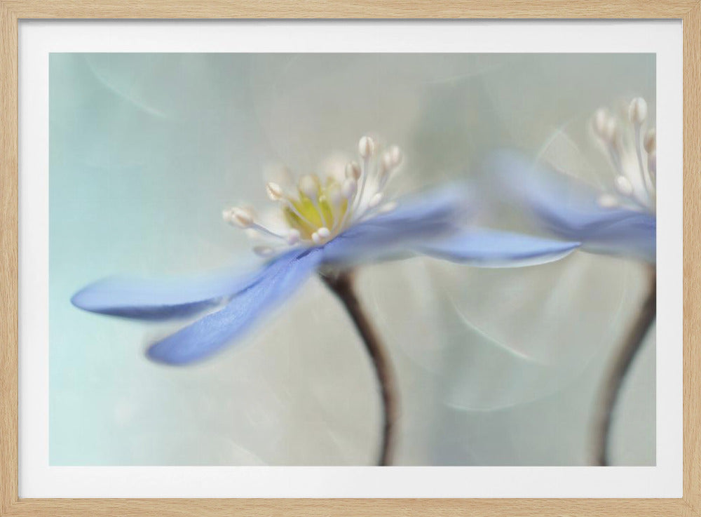 Tanzende Anemonen | Poster
