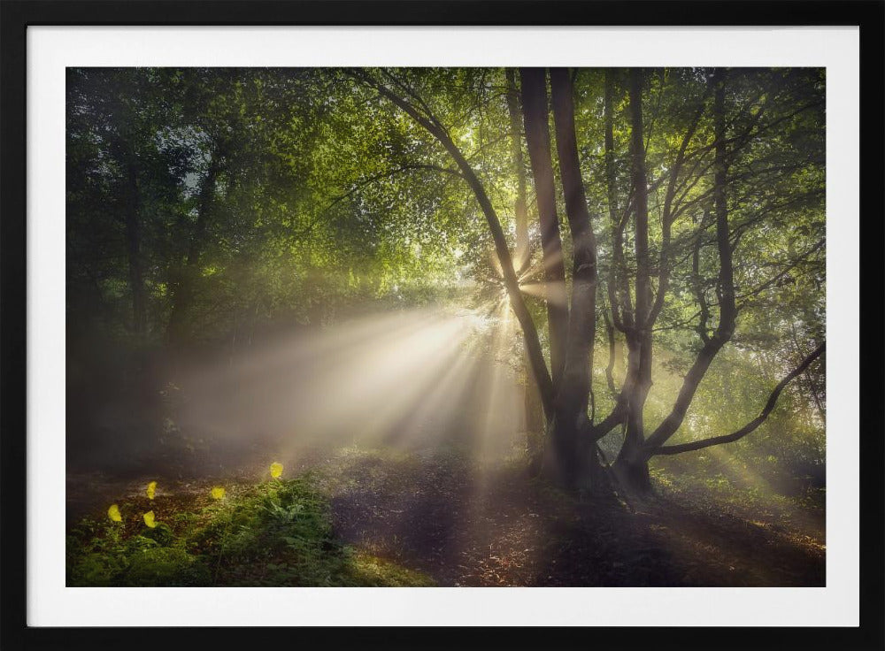 Das Morgenlicht | Poster