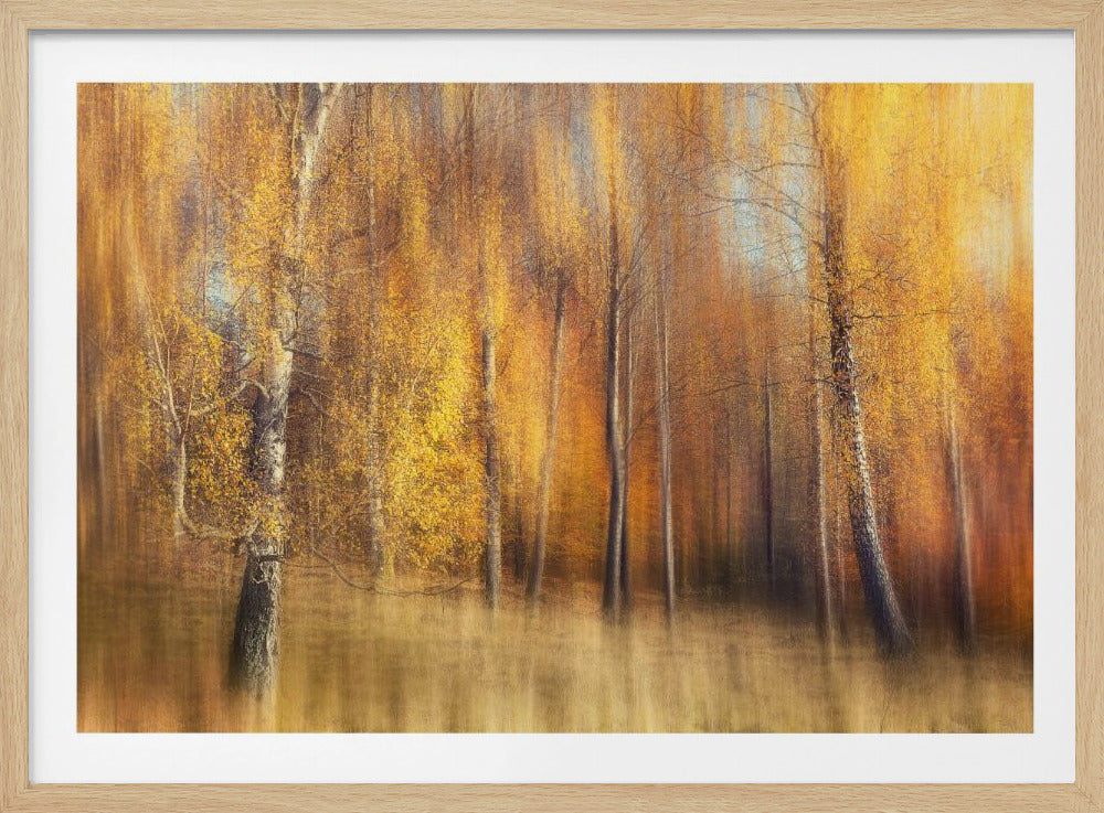 Herbstbirken | Poster