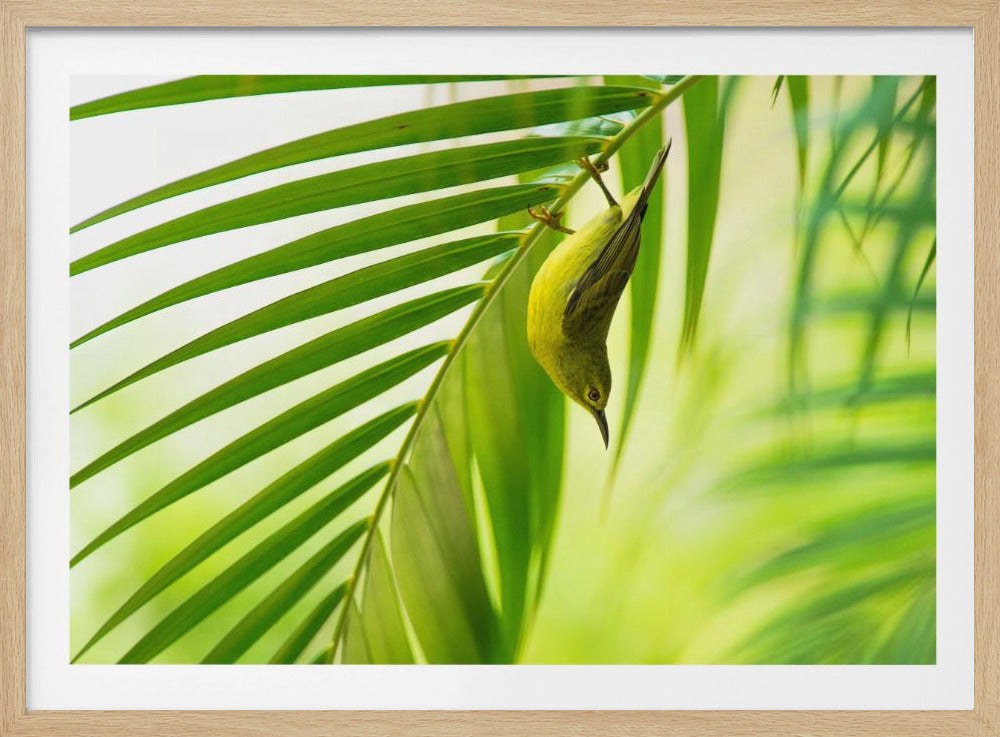 50 Grüntöne | Poster