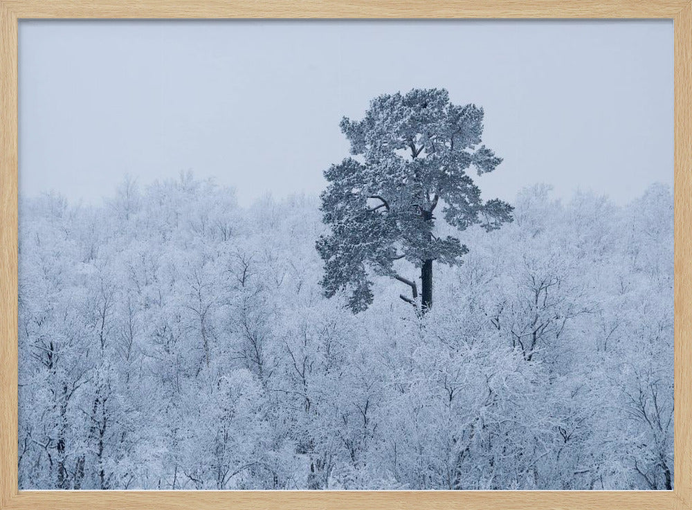 Erster Schnee | Poster