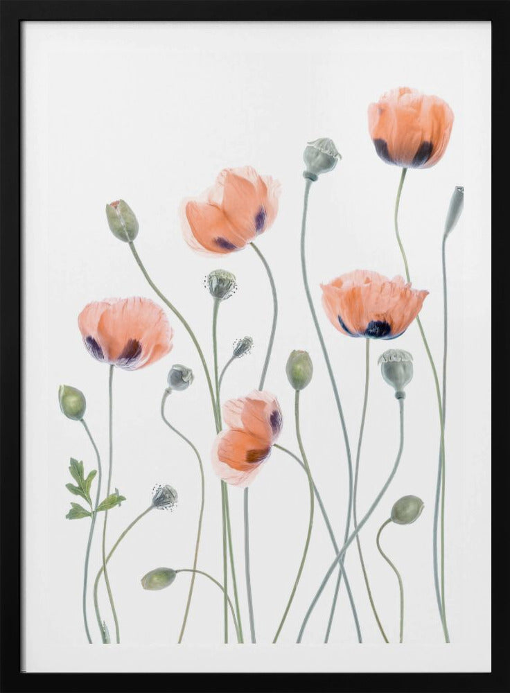 Mohnblumen | Poster
