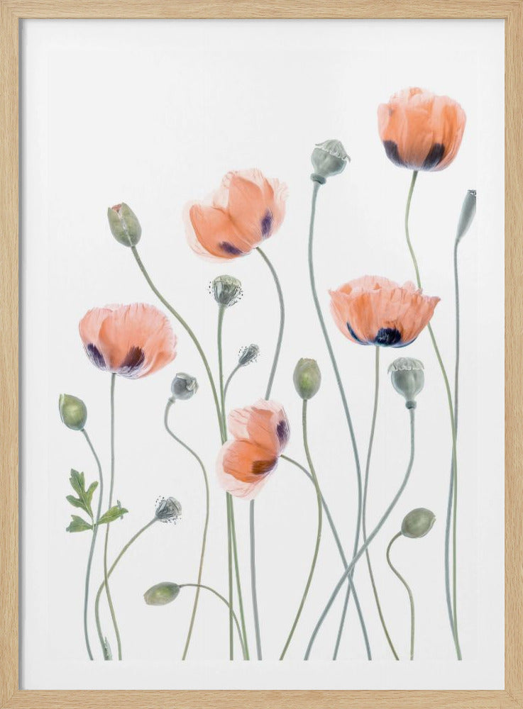 Mohnblumen | Poster