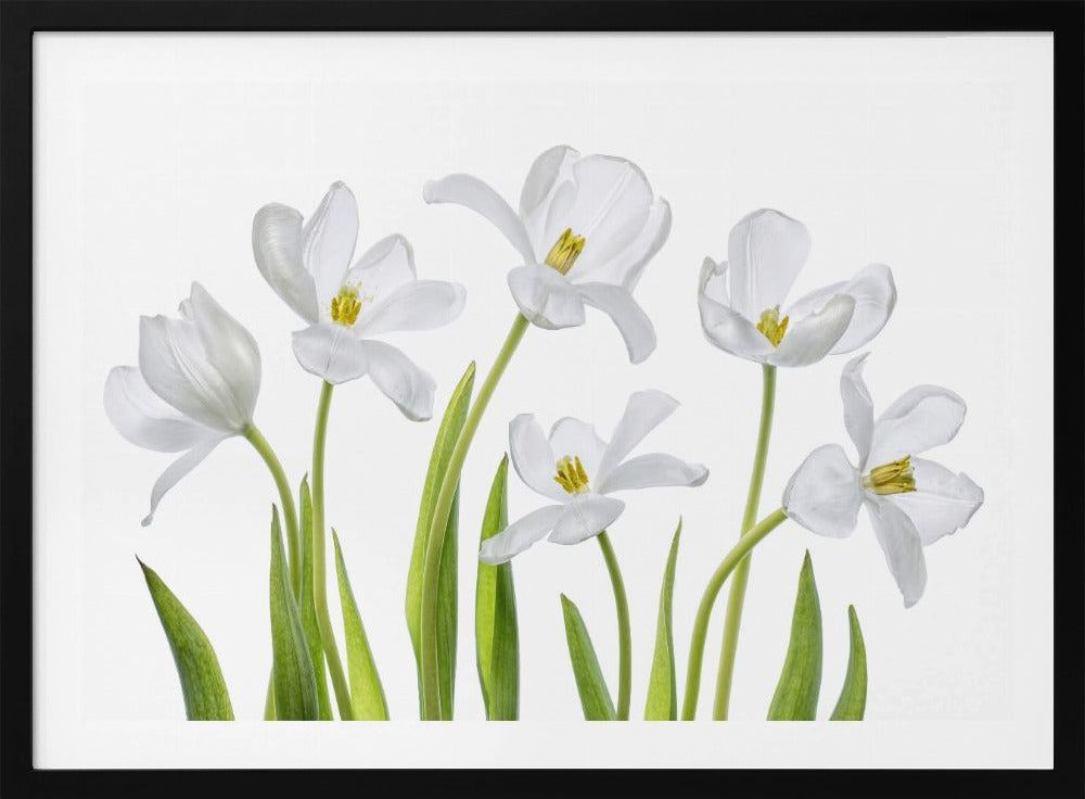 Weiße Tulpen | Poster