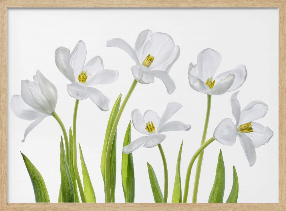 Weiße Tulpen | Poster