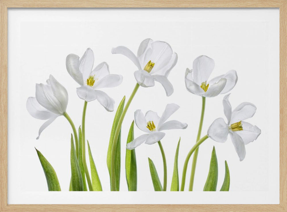 Weiße Tulpen | Poster