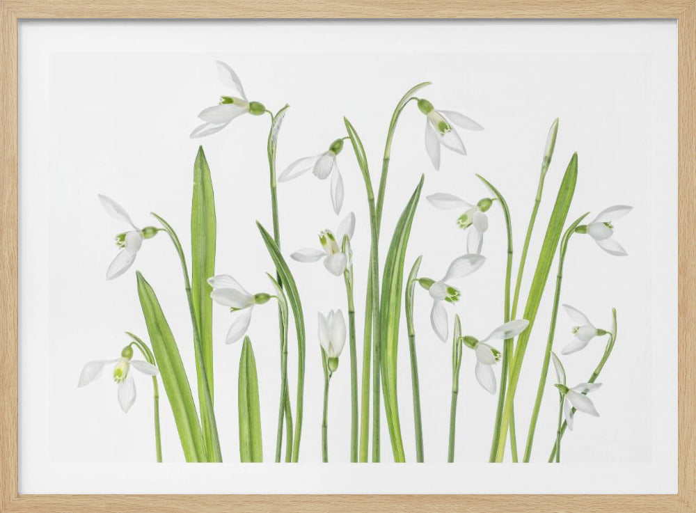 Erste Schneeglöckchen | Poster