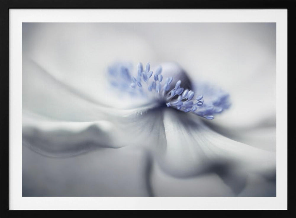 Anemonengeist | Poster