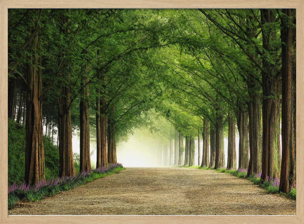 Metasequoia-Straße | Poster