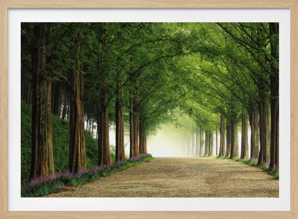 Metasequoia-Straße | Poster