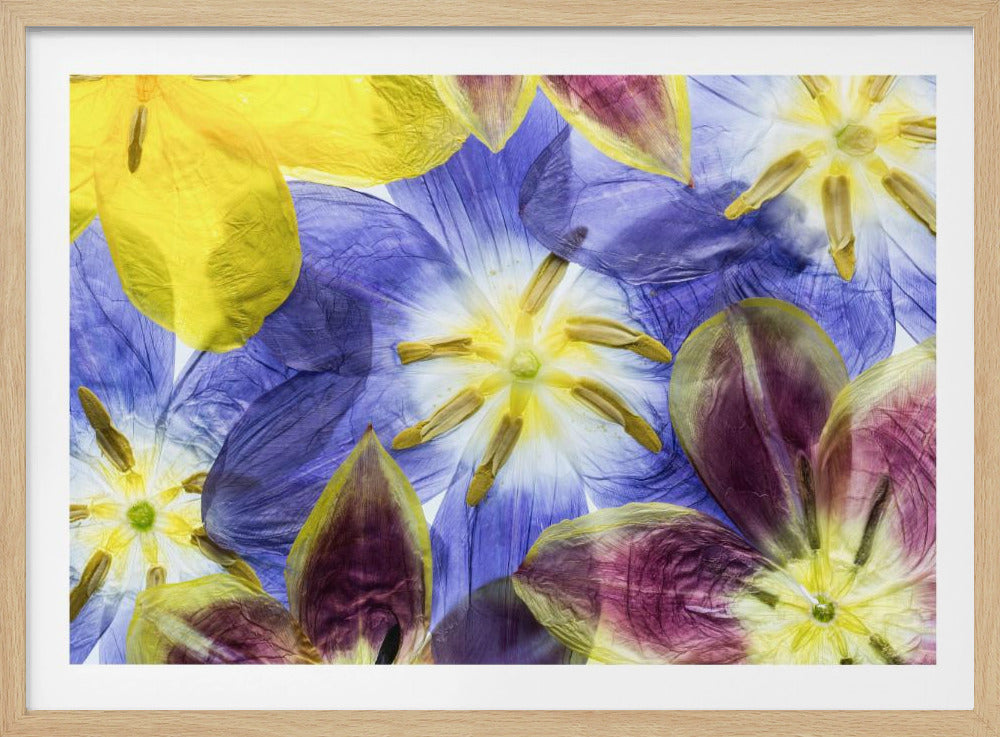 Tulips | Poster