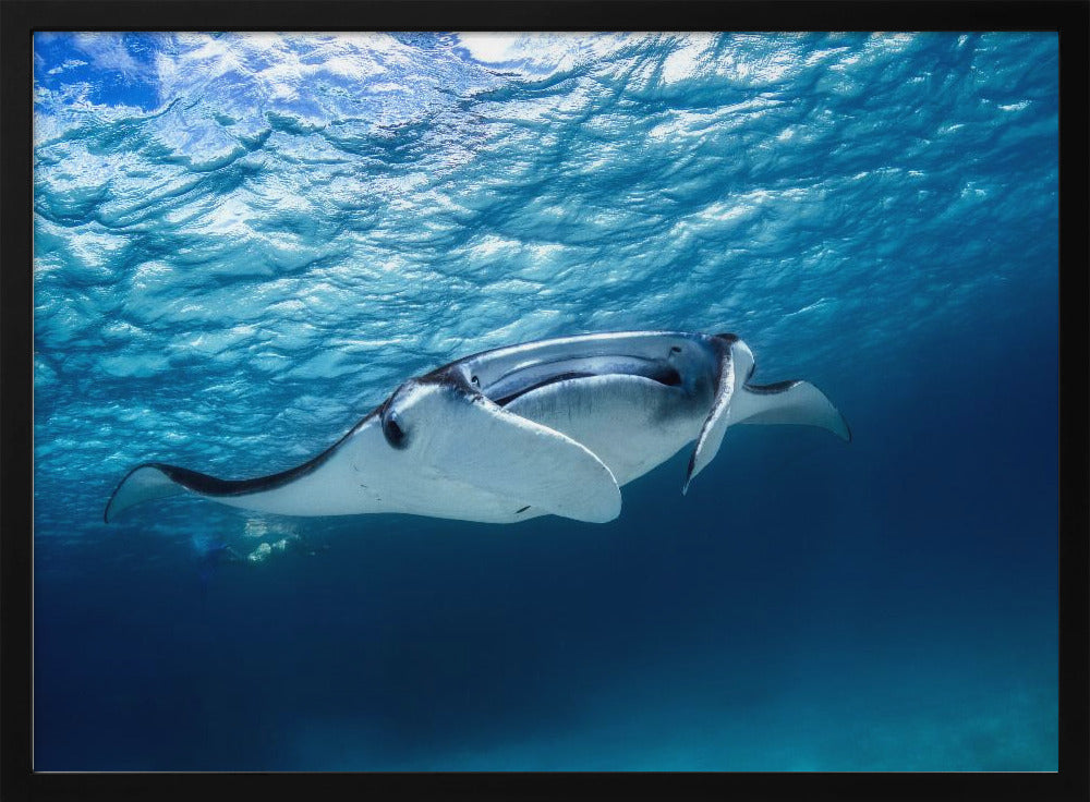 Manta Rochen | Poster