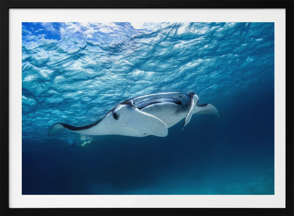 Manta Rochen | Poster