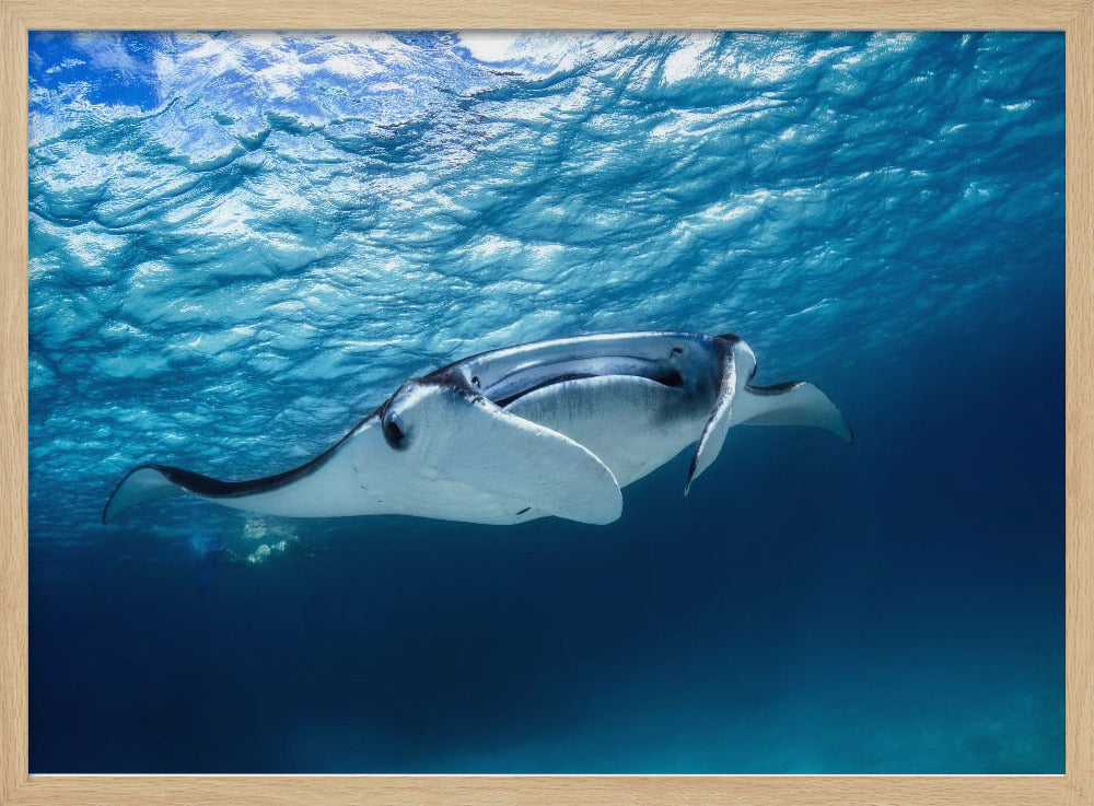 Manta Rochen | Poster