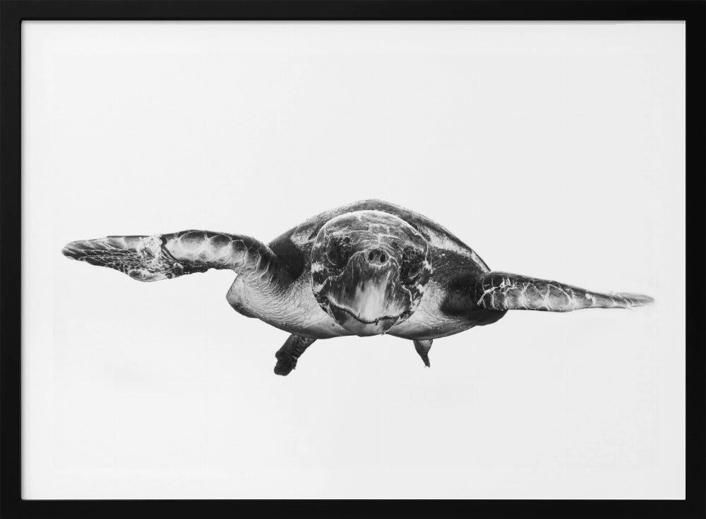 Weiß und Schildkröte | Poster