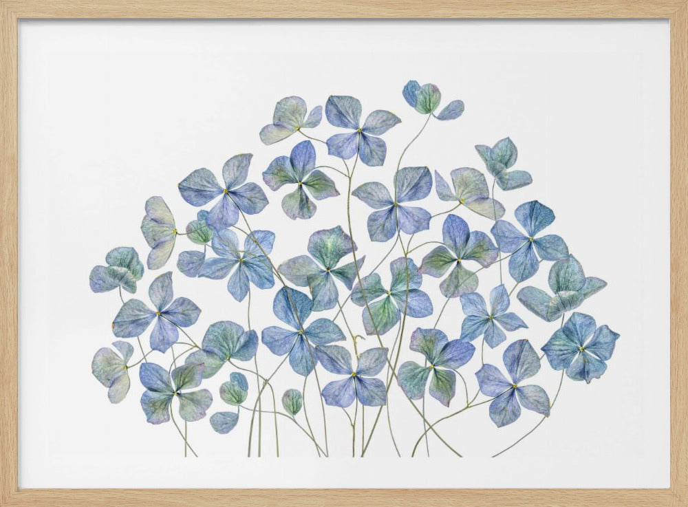 Hortensie | Poster