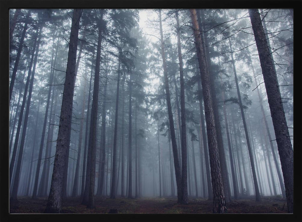 Geheimnisvoller Nebelwald. | Poster