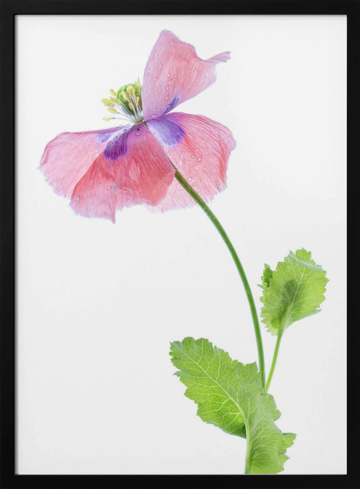 Mohn | Poster