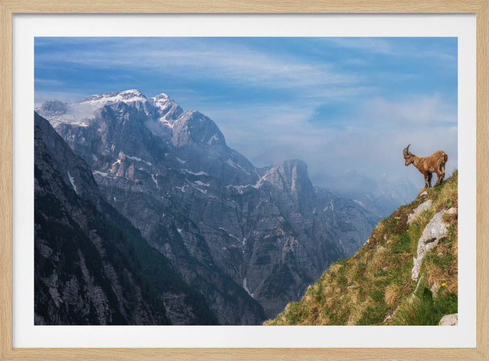 Alpensteinbock im Gebirge | Poster