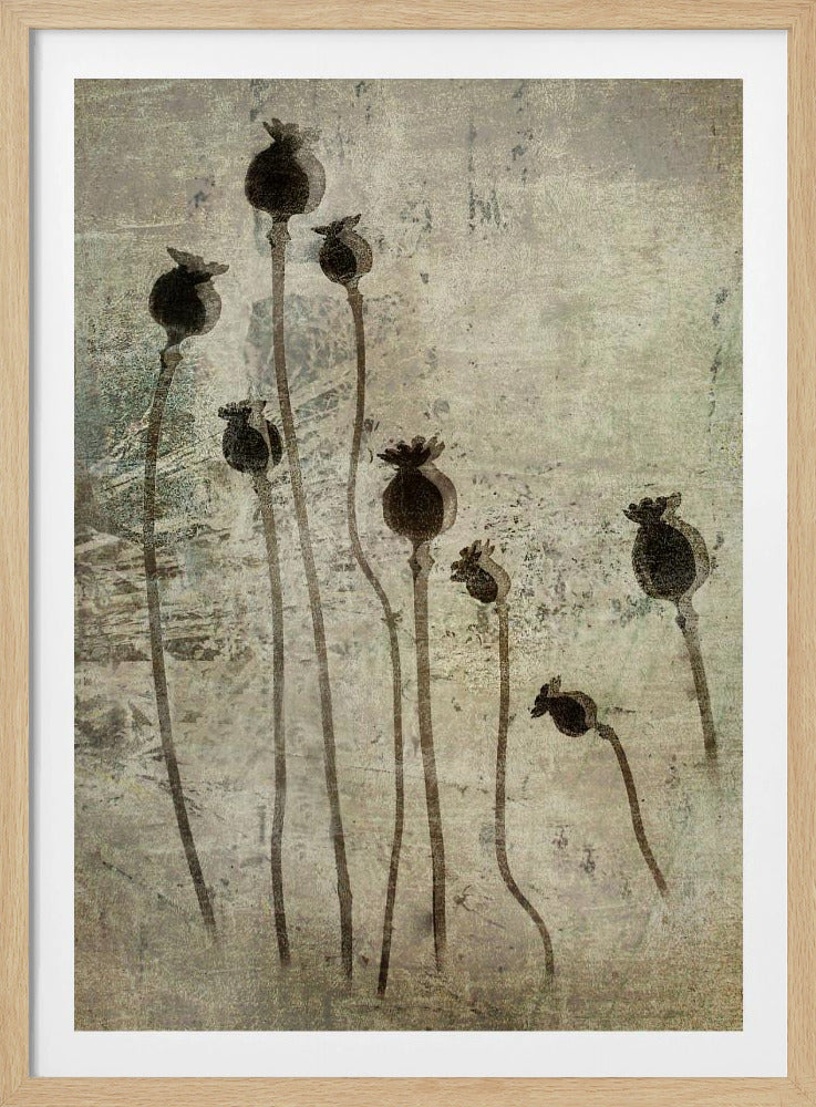 Poppy seedlings | Poster