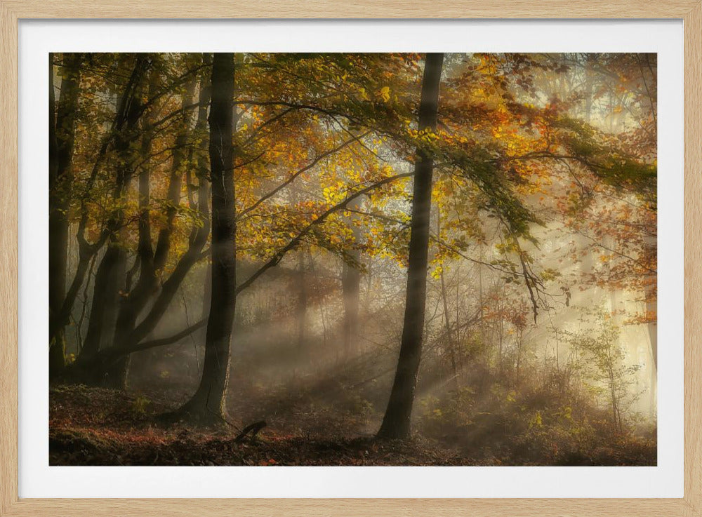 Die Lichter des Waldes | Poster
