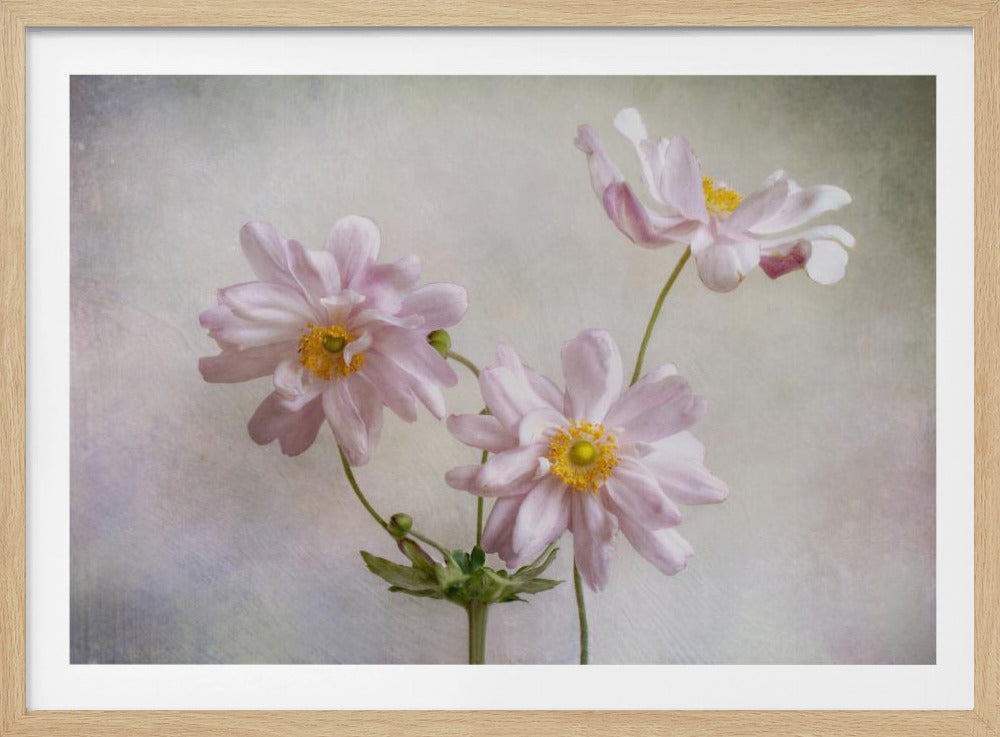 Anemonen | Poster