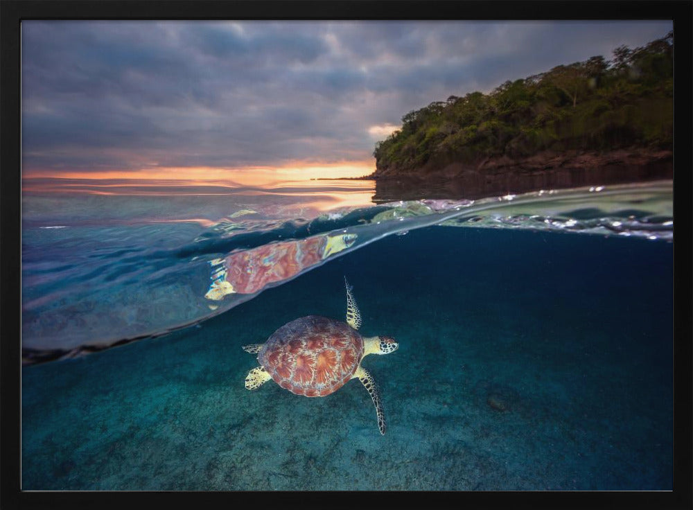 Grüne Schildkröte mit Sonnenuntergang | Poster